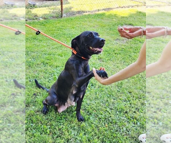 Medium Photo #4 Mutt Puppy For Sale in Perth Amboy, NJ, USA
