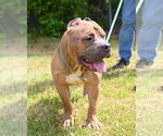 Small #17 Staffordshire Bull Terrier