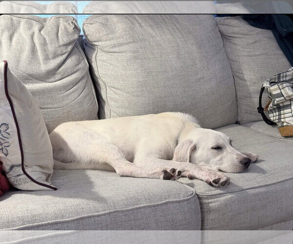 Medium Photo #2 Labrador Retriever-Unknown Mix Puppy For Sale in Fort Worth, TX, USA
