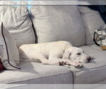 Small #1 Labrador Retriever Mix