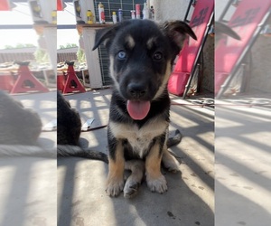 German Shepherd Dog-Sharberian Husky Mix Puppy for sale in VISALIA, CA, USA