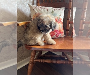ShihPoo Puppy for sale in BONO, AR, USA