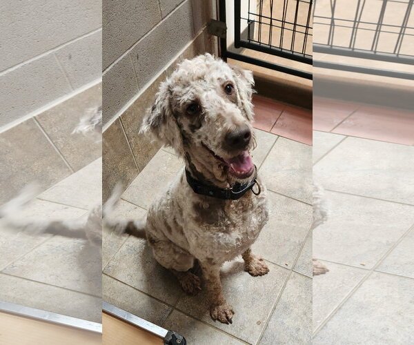 Medium Photo #3 Labradoodle Puppy For Sale in Clinton, OK, USA
