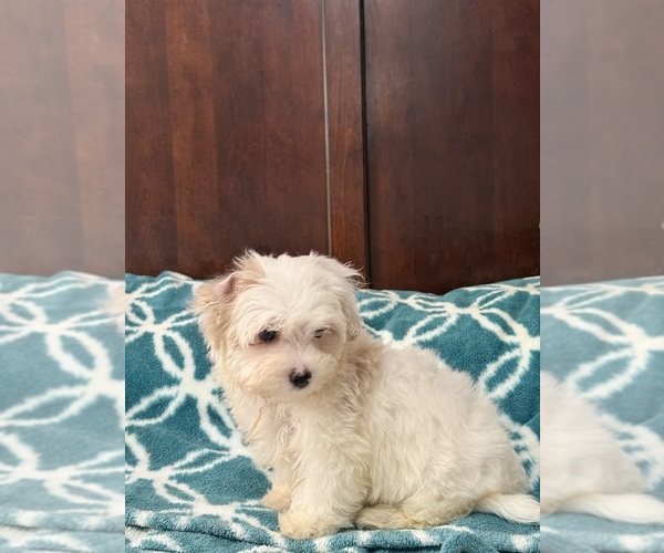 Medium Photo #1 Morkie Puppy For Sale in BENSON, NC, USA