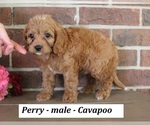 Image preview for Ad Listing. Nickname: Perry