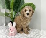 Small #3 Goldendoodle (Miniature)