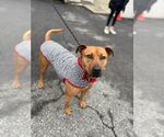 Small #22 American Staffordshire Terrier-Rhodesian Ridgeback Mix