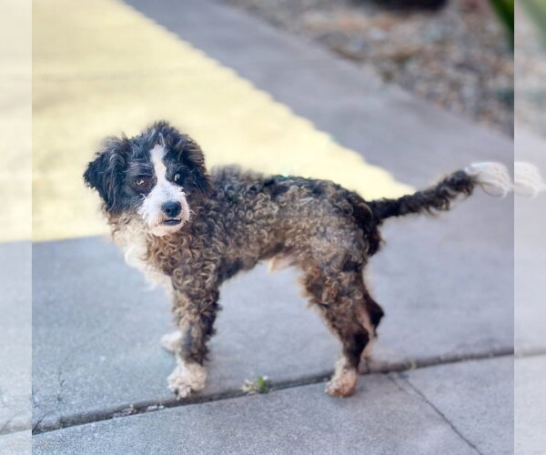 Medium Photo #4 Poodle (Toy)-Unknown Mix Puppy For Sale in Pittsburg, CA, USA
