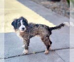 Small #3 Poodle (Toy) Mix