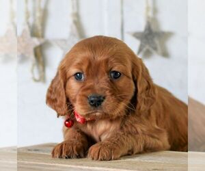 Golden Retriever Puppy for sale in LITITZ, PA, USA