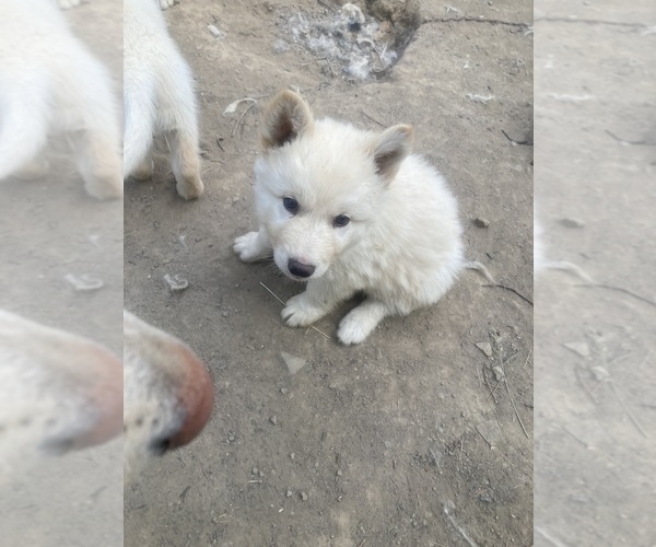 Medium Photo #14 Swiss Shepherd-Timber Wolf Mix Puppy For Sale in MAD RIVER, CA, USA