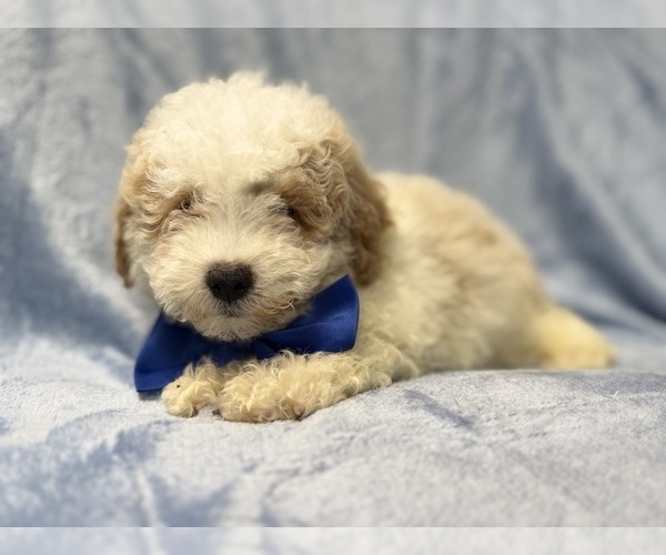 Medium Photo #2 Bichpoo Puppy For Sale in LAKELAND, FL, USA