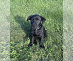 Small #2 Labrador Retriever-Staffordshire Bull Terrier Mix