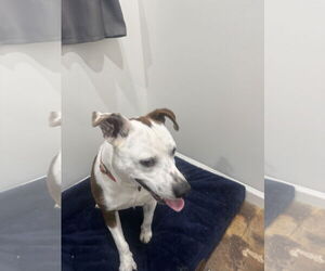 Butch - Male American Pit Bull Terrier-Unknown Mix Dog for Adoption - Photo #2