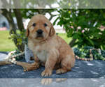 Small #1 Golden Retriever