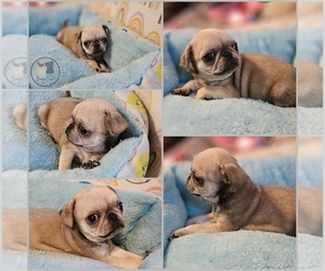 Pug Puppy for sale in BRIDGETOWN, OH, USA