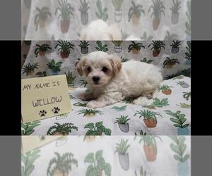 Maltipoo (Miniature) Puppy for sale in BROOKFIELD, MO, USA