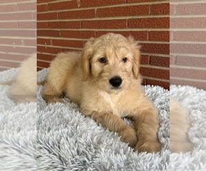 Goldendoodle Puppy for sale in ROANOKE, IL, USA