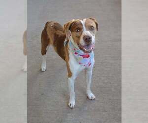 Mutt Dogs for adoption in McKinney, TX, USA