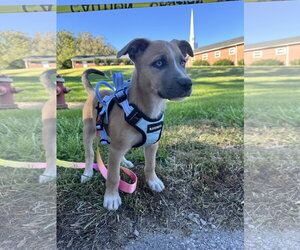 Addie - Female American Pit Bull Terrier-Siberian Husky Mix Dog for Adoption - Photo #4