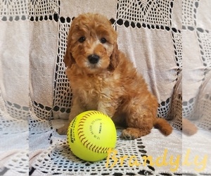 Goldendoodle (Miniature) Puppy for sale in WATERLOO, NY, USA