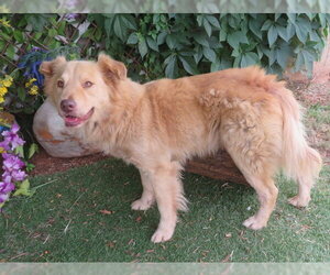Australian Shepherd-Chow Chow Mix Dogs for adoption in Oklahoma City, OK, USA