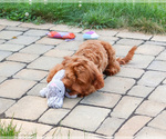 Small #4 Cavapoo (Miniature)