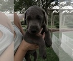 Small Photo #26 Labrador Retriever Puppy For Sale in LEASBURG, MO, USA