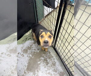 Bulldog-Unknown Mix Dogs for adoption in Osgood, IN, USA