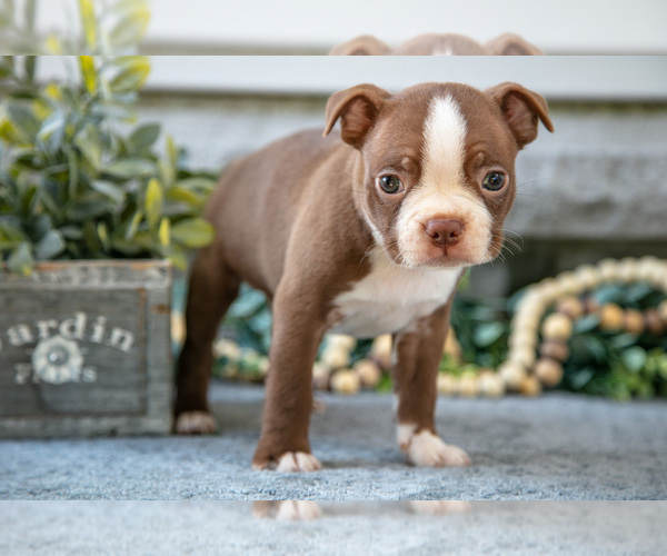 Medium Photo #1 Boston Terrier Puppy For Sale in NAPPANEE, IN, USA