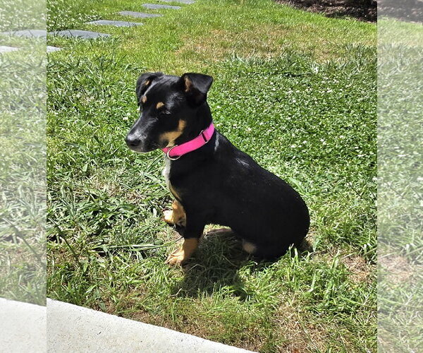 Medium Photo #3 American Rat Pinscher Puppy For Sale in Virginia Beach, VA, USA