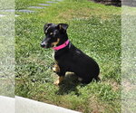 Small #2 American Rat Pinscher