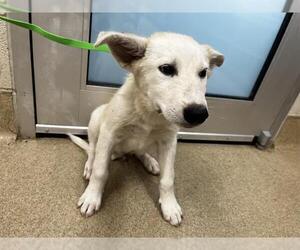 Siberian Husky-Unknown Mix Dogs for adoption in Grand Prairie, TX, USA