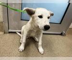 Small Siberian Husky Mix