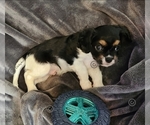 Small Photo #5 Cavalier King Charles Spaniel Puppy For Sale in BOONVILLE, NY, USA