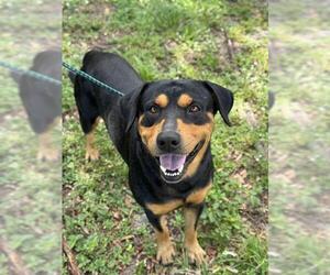 Rottweiler Dogs for adoption in Fort Lauderdale, FL, USA