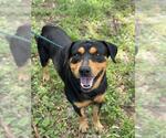 Small Rottweiler