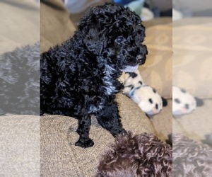Poodle (Miniature) Puppy for sale in CLINTON, IN, USA
