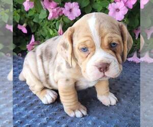 Beabull Puppy for sale in ARTHUR, IL, USA