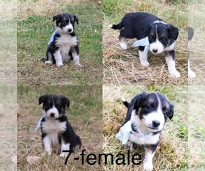 Border Collie Puppy for sale in BLAIR, WI, USA