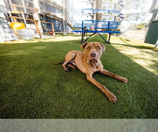 Medium Photo #5 Mutt Puppy For Sale in Orlando, FL, USA