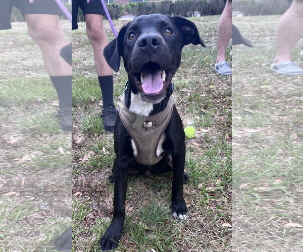 Medium Photo #1 Mutt Puppy For Sale in Sanford, FL, USA