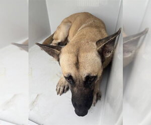 Mutt Dogs for adoption in Houston, TX, USA