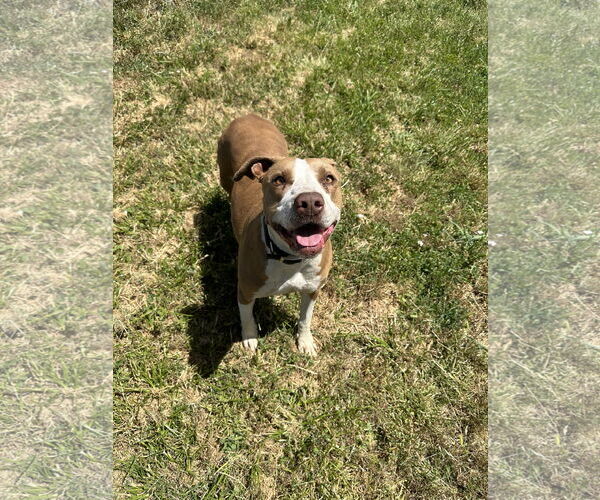 Medium Photo #2 Staffordshire Bull Terrier-Unknown Mix Puppy For Sale in Chico, CA, USA