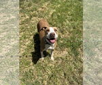Small #1 Staffordshire Bull Terrier Mix