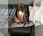 Small #2 Boxer