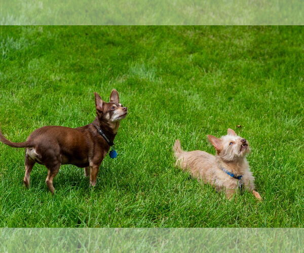Medium Photo #10 Chipin Puppy For Sale in Princeton, MN, USA
