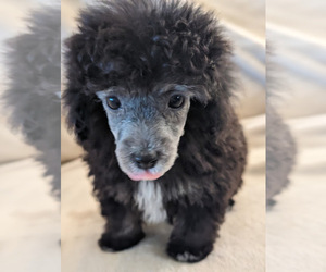 Poodle (Toy) Puppy for sale in MAMOU, LA, USA