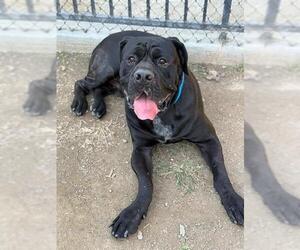 Mastiff-Unknown Mix Dogs for adoption in Riverside, CA, USA