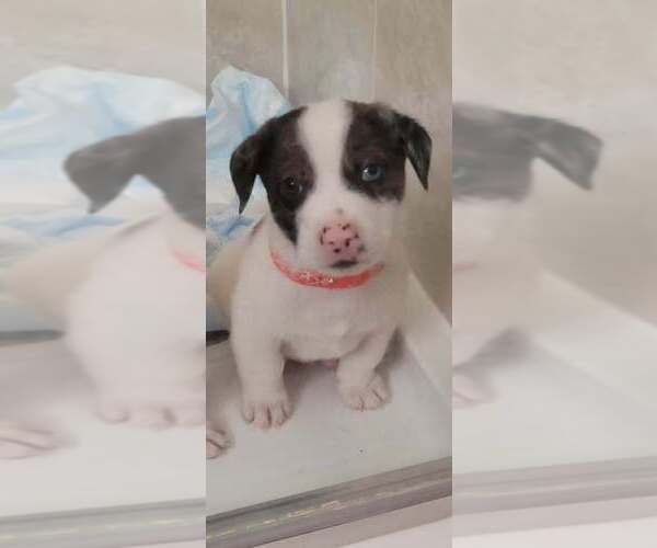 Medium Photo #1 Border Collie-Unknown Mix Puppy For Sale in Brewster, NY, USA